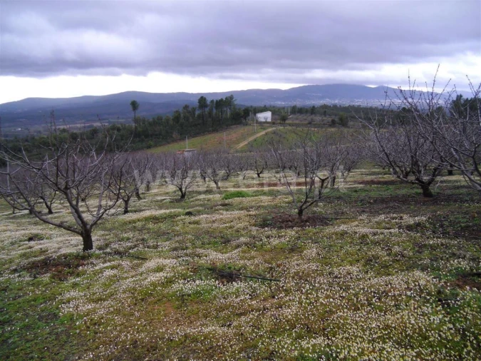 Terreno para Venda em Pero Viseu Foto 1
