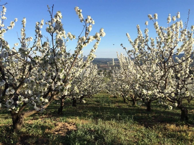 Terreno para Venda em Pero Viseu Foto 2
