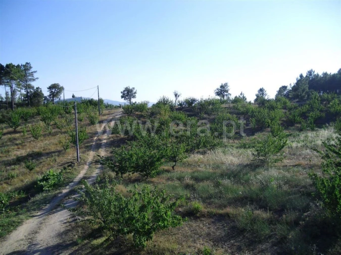 Terreno para Venda em Pero Viseu Foto 5