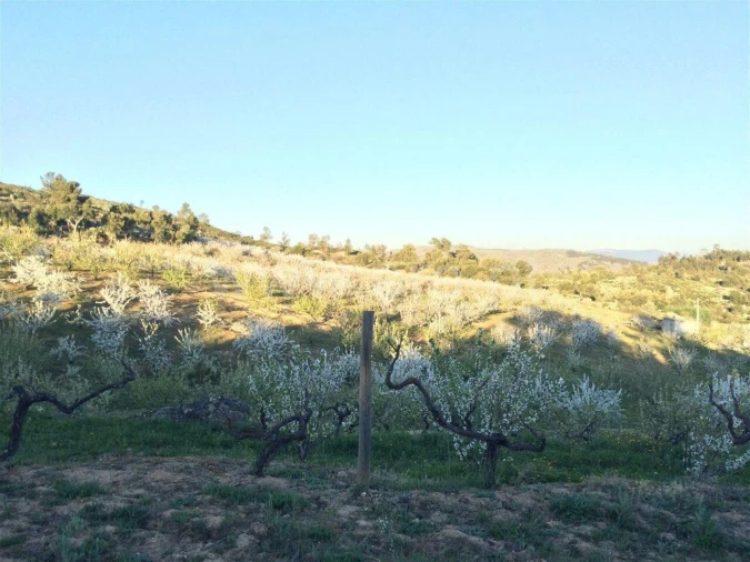 Terreno para Venda em Pero Viseu Foto 4