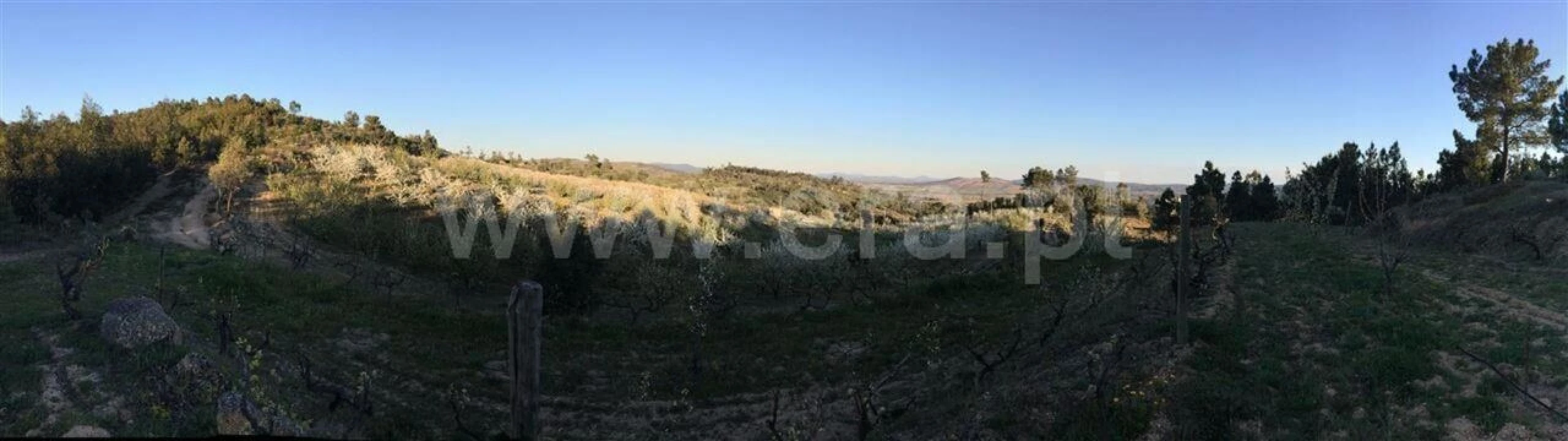 Terreno para Venda em Pero Viseu Foto 3