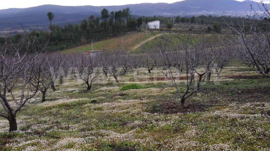 Terreno para Venda em Pero Viseu