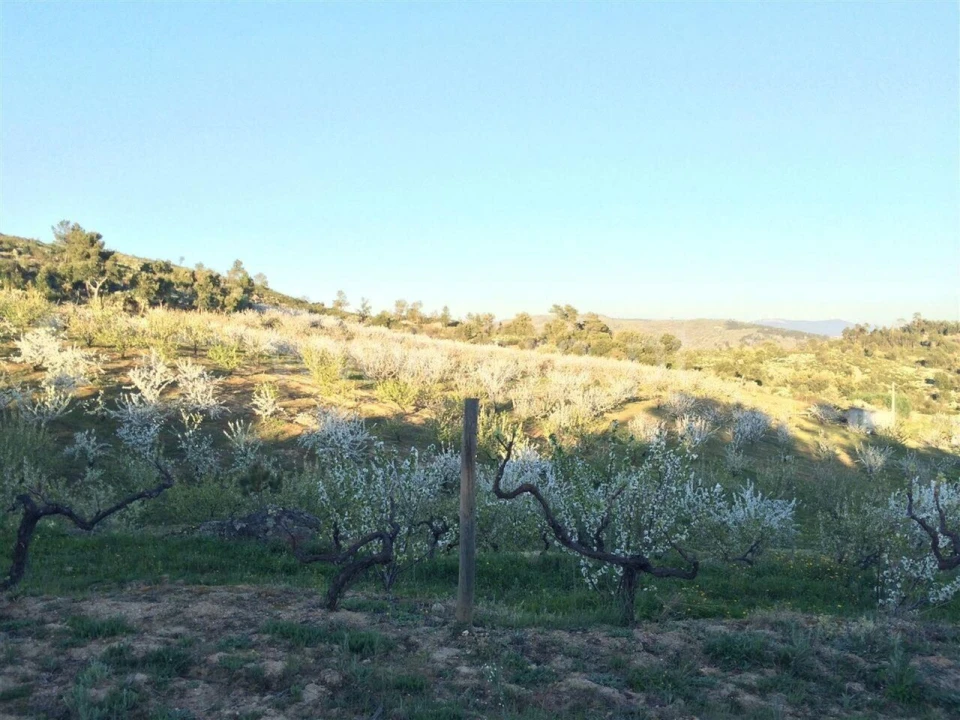 Terreno para Venda em Pero Viseu Foto 4