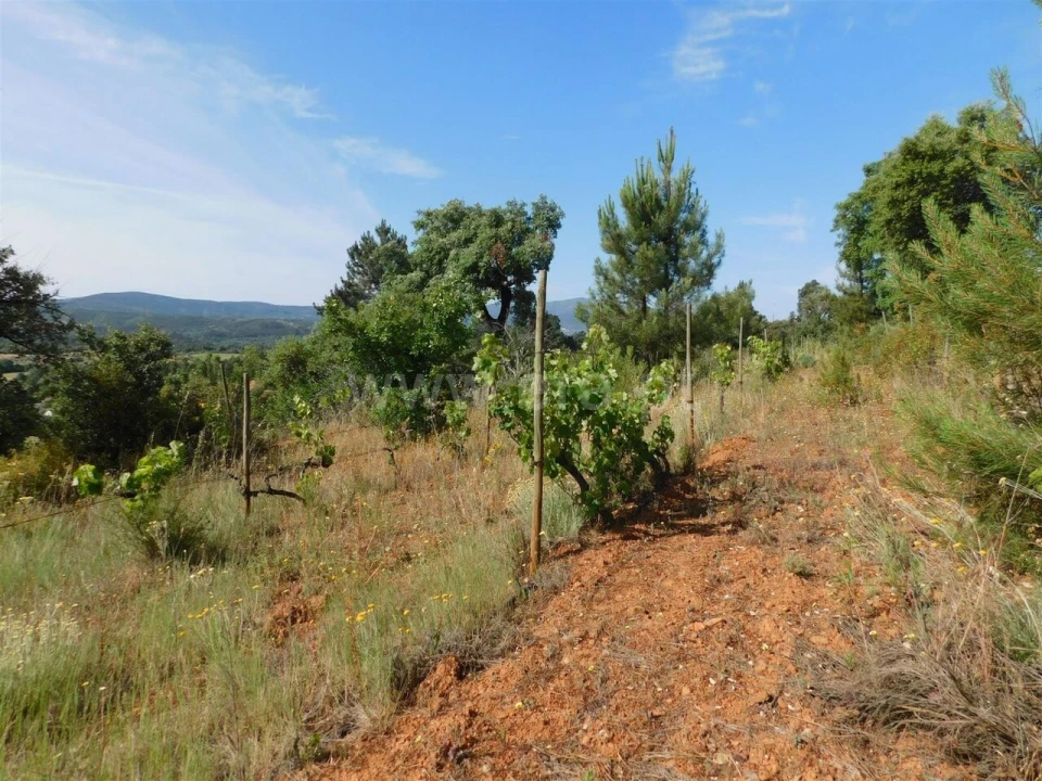 Terreno para Venda em Pero Viseu Foto 3