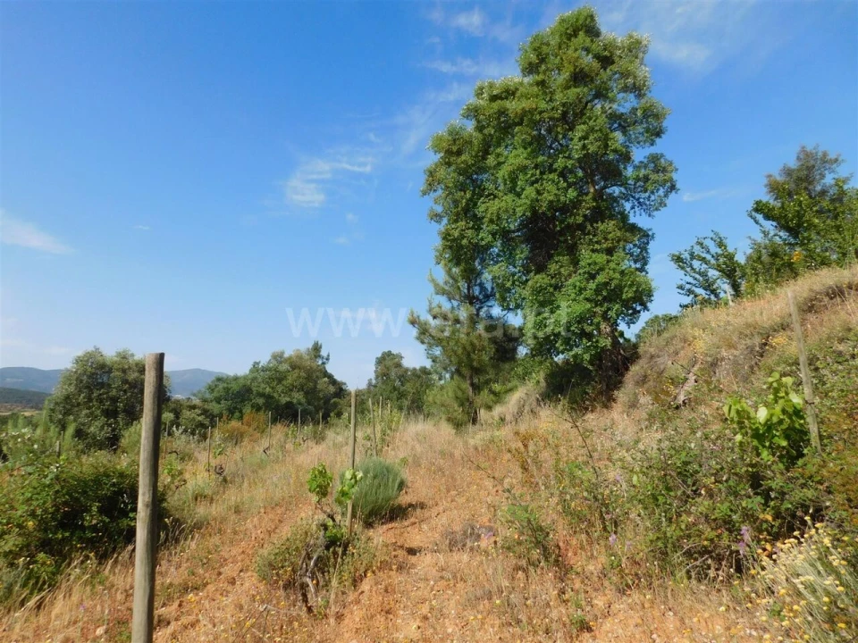 Terreno para Venda em Pero Viseu Foto 4