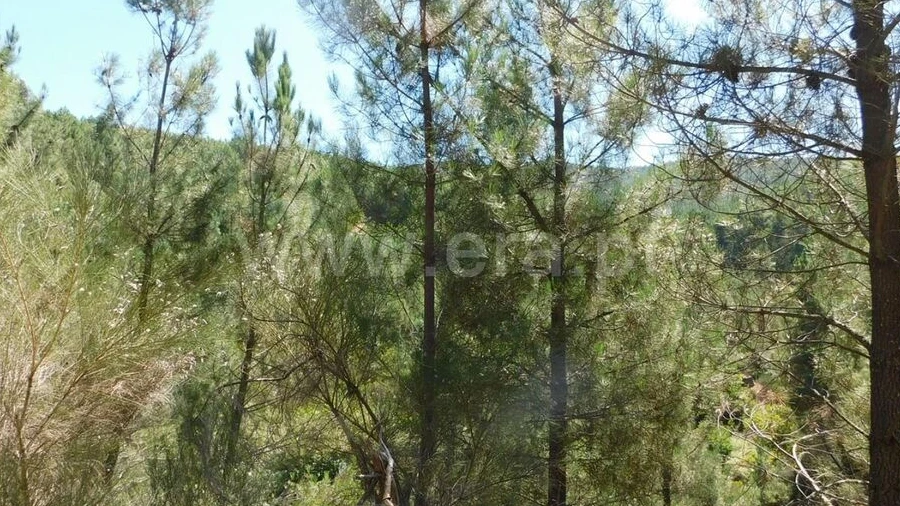 Terreno para Venda em Castelejo