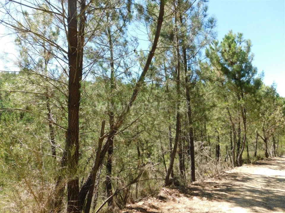 Terreno para Venda em Castelejo Foto 3