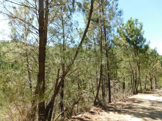 Terreno para Venda em Castelejo Foto 3