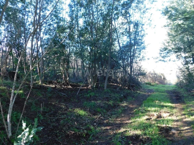 Quinta T0 para Venda em Alcaria Foto 7