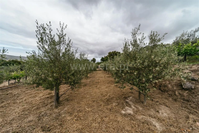 Quinta T0 para Venda em Telhado Foto 9