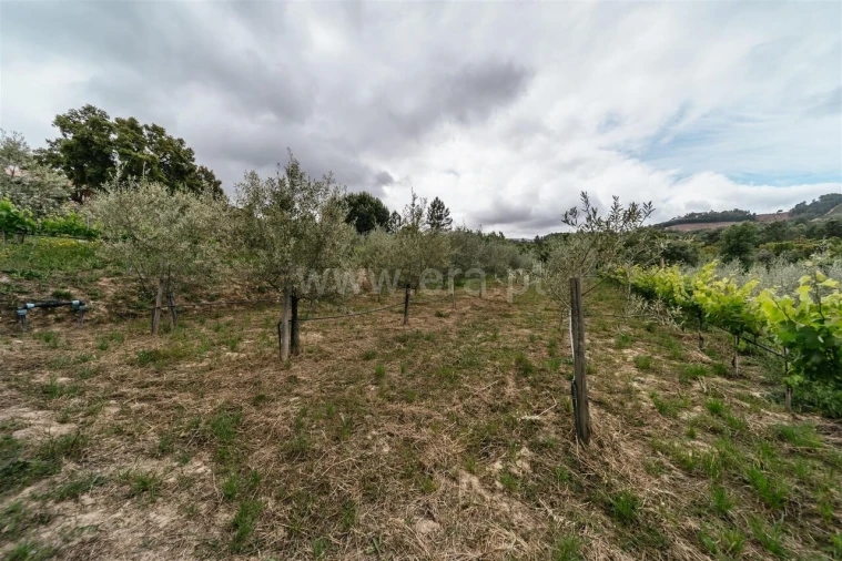 Quinta T0 para Venda em Telhado Foto 10