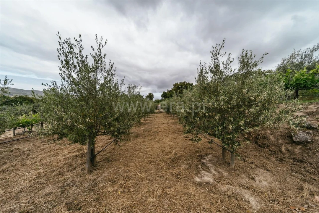 Quinta T0 para Venda em Telhado Foto 9