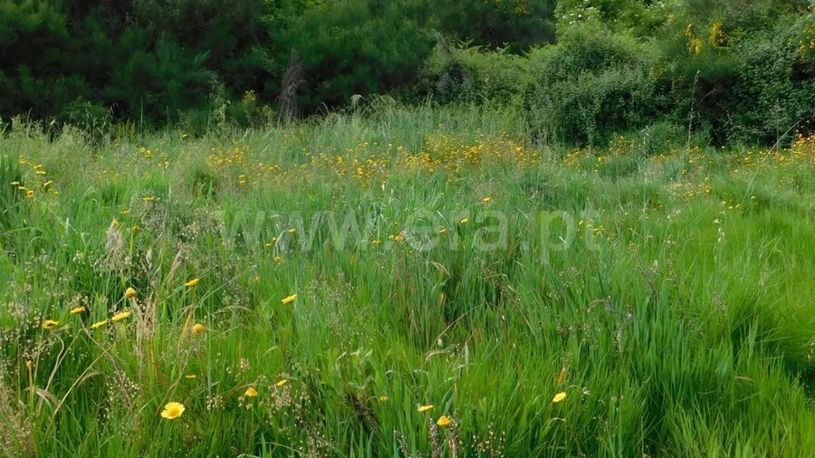 Terreno para Venda em Castelejo