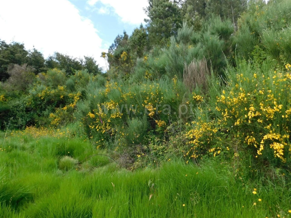Terreno para Venda em Castelejo Foto 4