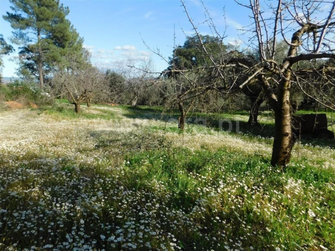 Terreno para Venda em Telhado Foto 5