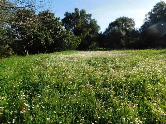 Terreno para Venda em Telhado Foto 3