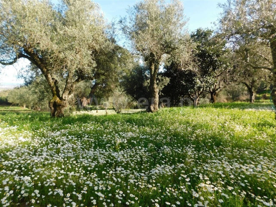 Terreno para Venda em Telhado Foto 1