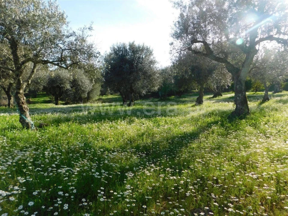 Terreno para Venda em Telhado Foto 2