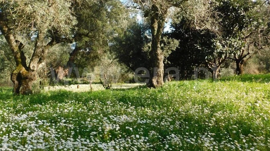 Terreno para Venda em Telhado