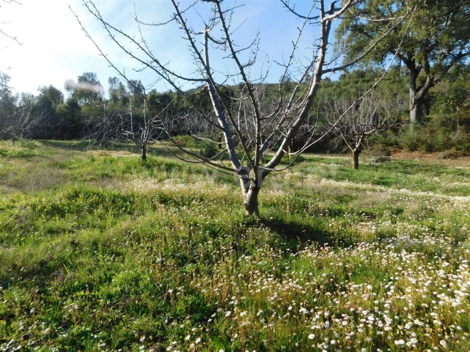 Terreno para Venda em Telhado Foto 6