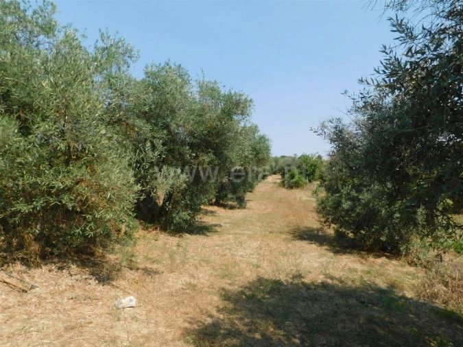 Terreno para Venda em Capinha Foto 3