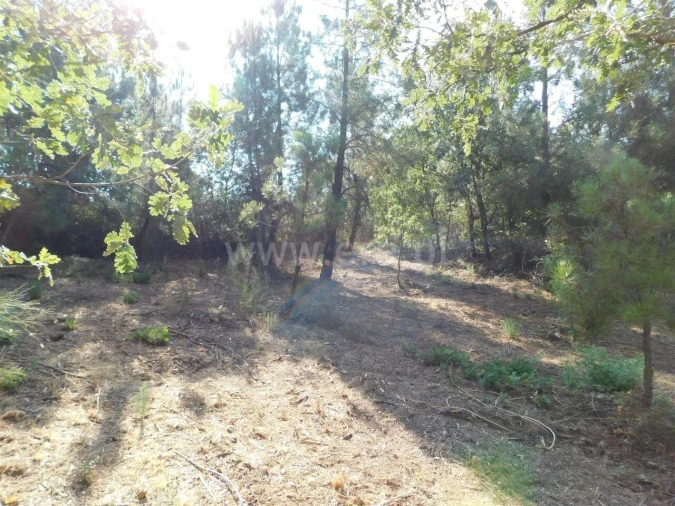 Terreno para Venda em Capinha Foto 5