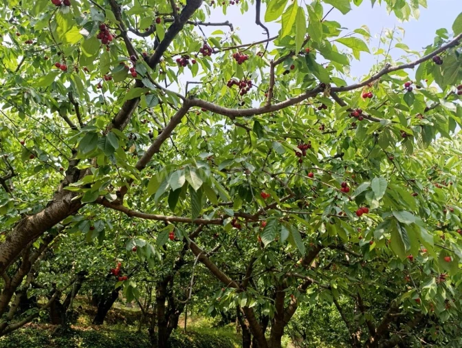Quinta T0 para Venda em Alcongosta Foto 4