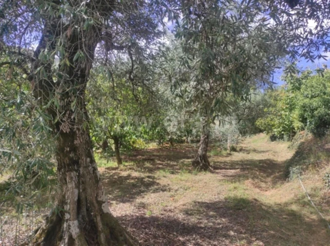 Quinta T0 para Venda em Alcongosta Foto 6