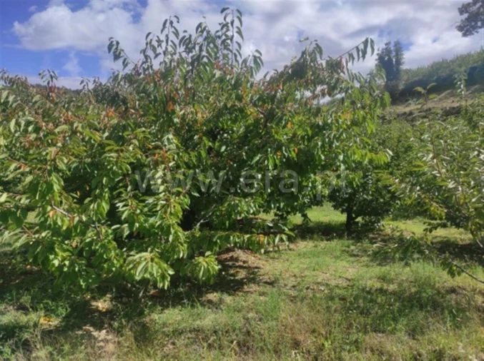 Quinta T0 para Venda em Alcongosta Foto 7