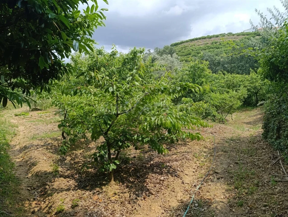 Quinta T0 para Venda em Alcongosta Foto 12