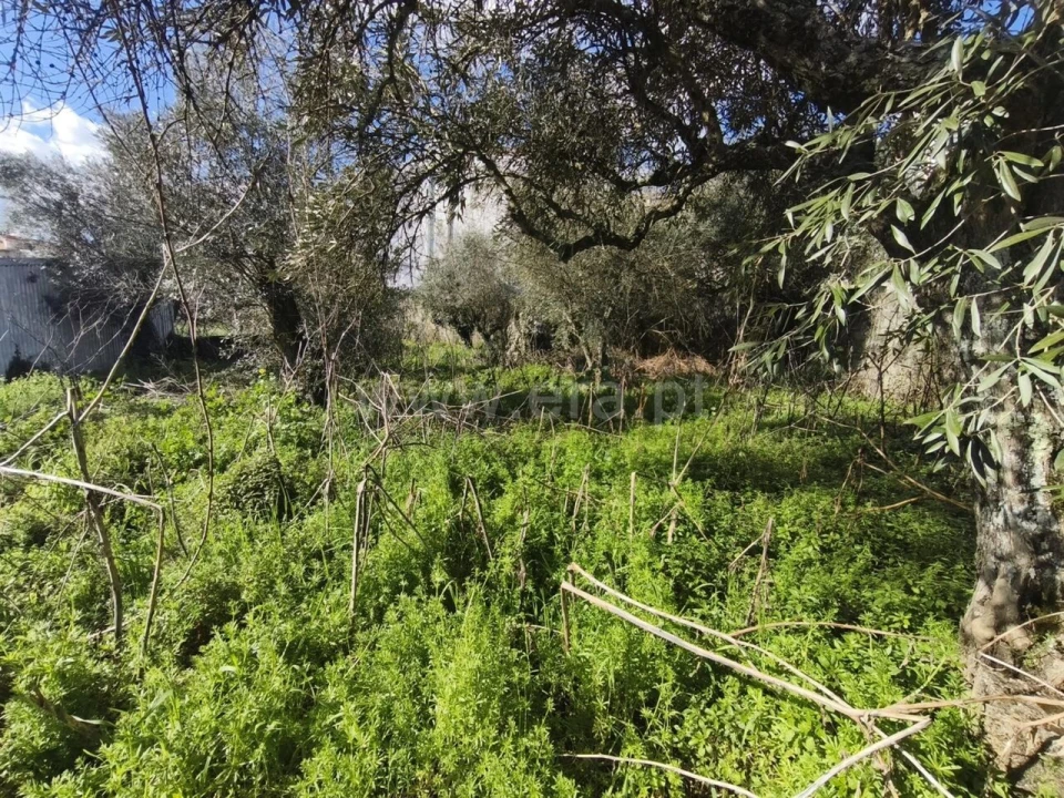 Terreno para Venda em Souto da Casa Foto 4