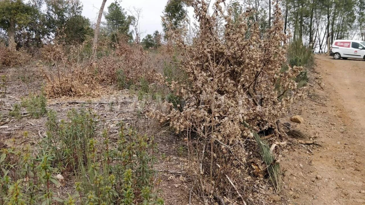 Terreno para Venda em Pero Viseu Foto 5