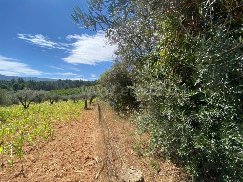 Terreno para Venda em Castelejo Foto 2