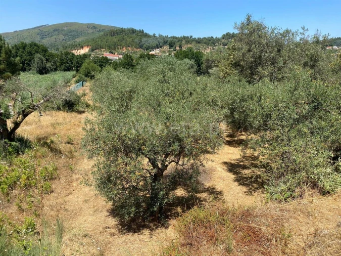 Terreno para Venda em Castelejo Foto 2