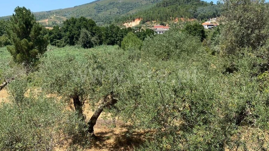 Terreno para Venda em Castelejo