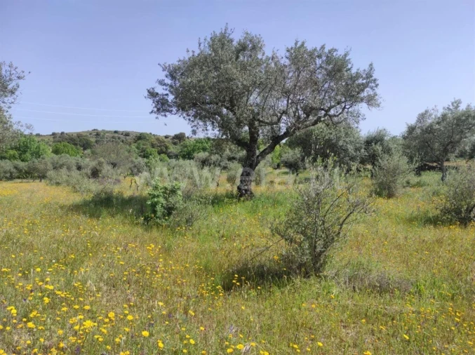 Quinta T0 para Venda em Orca Foto 6