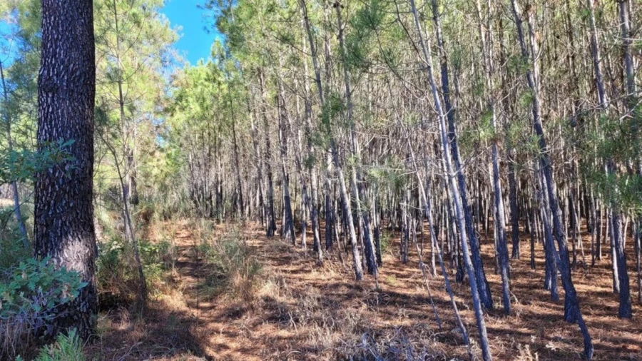 Terreno para Venda em Enxames Foto 4
