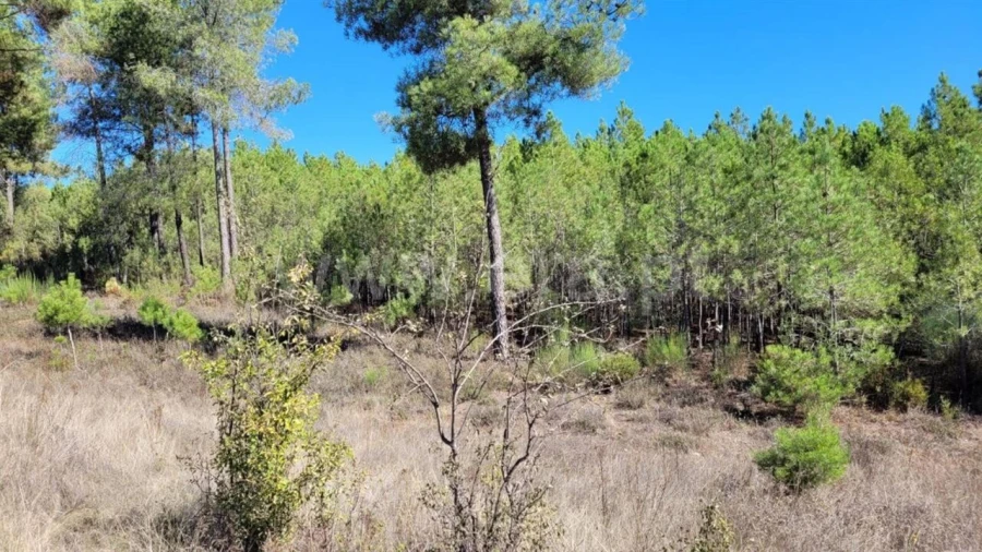 Terreno para Venda em Enxames Foto 3