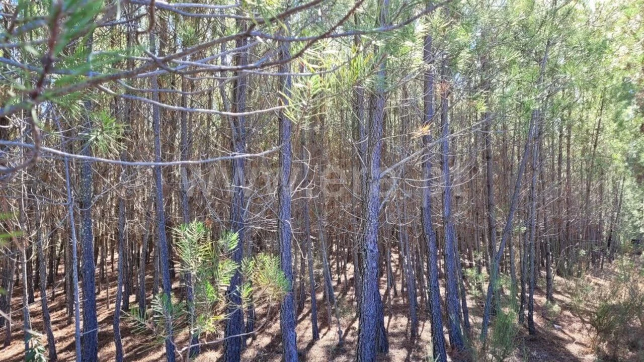 Terreno para Venda em Enxames Foto 5