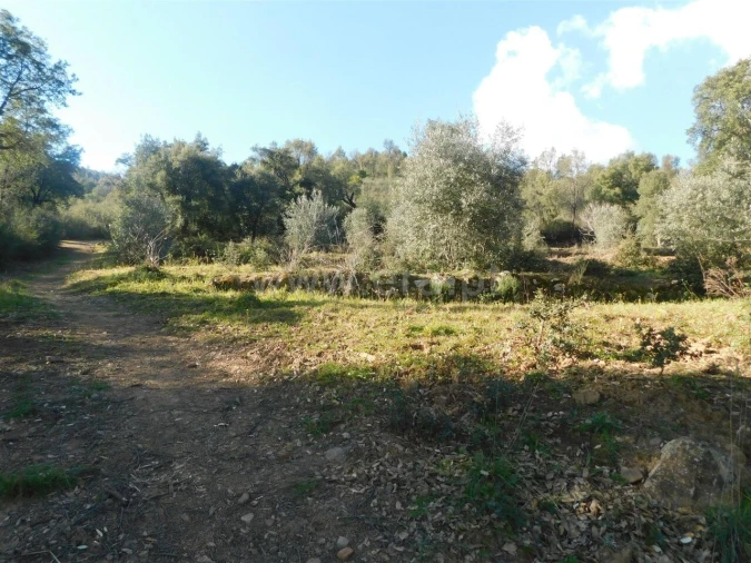 Terreno para Venda em Telhado Foto 20