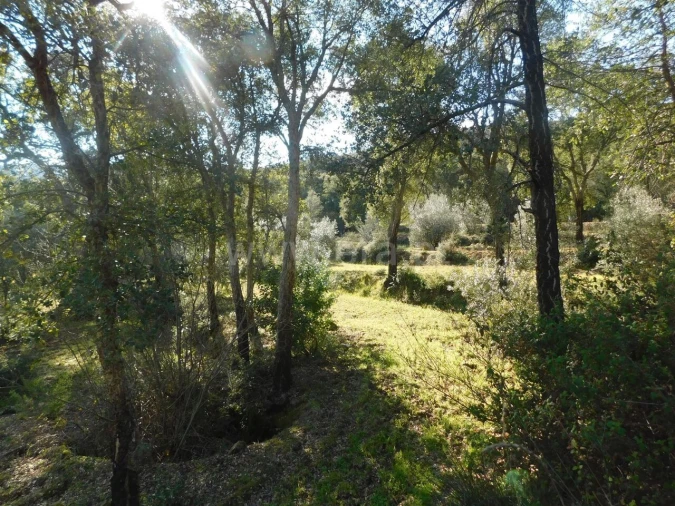 Terreno para Venda em Telhado Foto 12