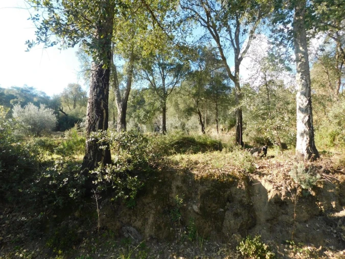 Terreno para Venda em Telhado Foto 18