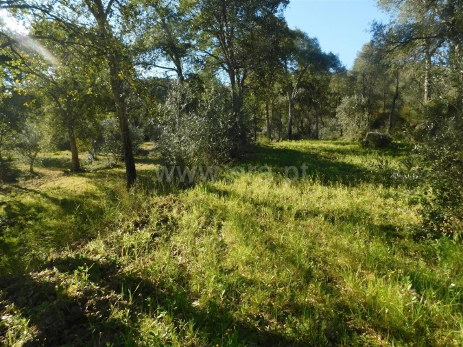 Terreno para Venda em Telhado Foto 15