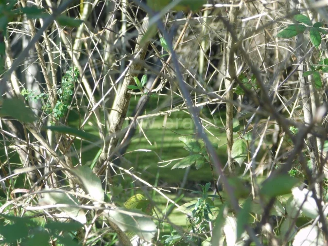 Terreno para Venda em Telhado Foto 8