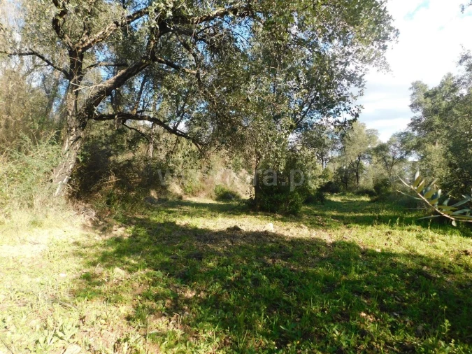 Terreno para Venda em Telhado Foto 7