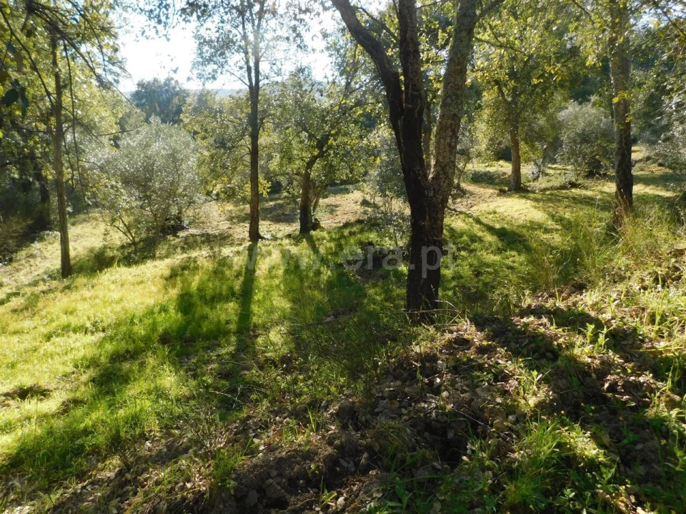 Terreno para Venda em Telhado Foto 14