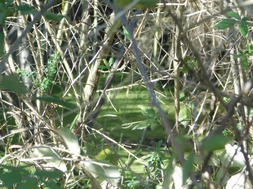 Terreno para Venda em Telhado Foto 8
