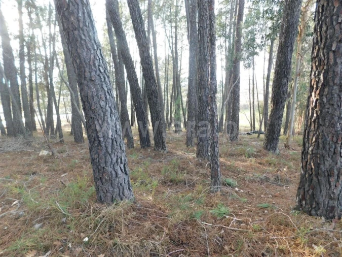 Terreno para Venda em Enxames Foto 3