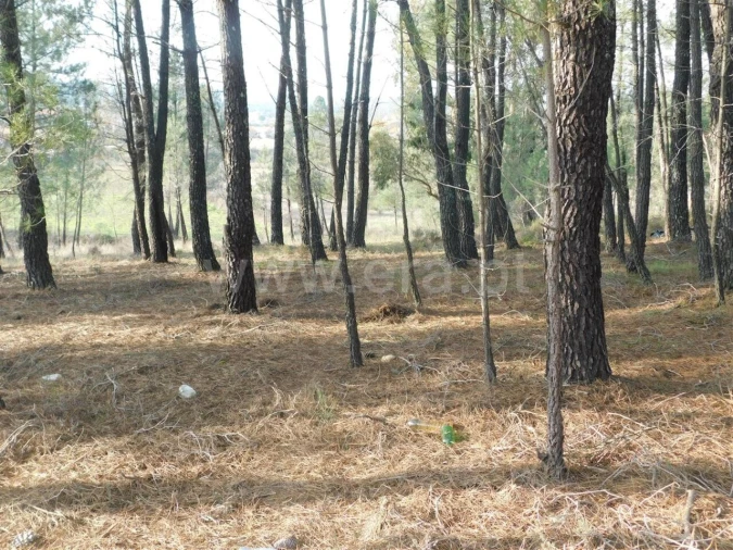 Terreno para Venda em Enxames Foto 2