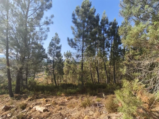 Terreno para Venda em Silvares Foto 4